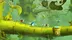 اکانت قانونی Rayman Legends  برای  PS5 و PS4